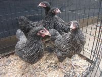 Barred Plymouth rock growers