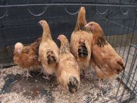 Buff Sussex bantam and large fowl growers