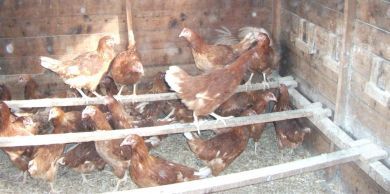 CARE SHEET  FOR NEWLY PURCHASED HENS