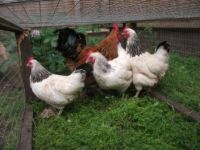 Buff sussex x Light sussex bantams auto sexing 