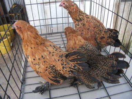 A trio of milliefleur hens
