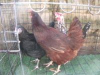A trio of hens for sale