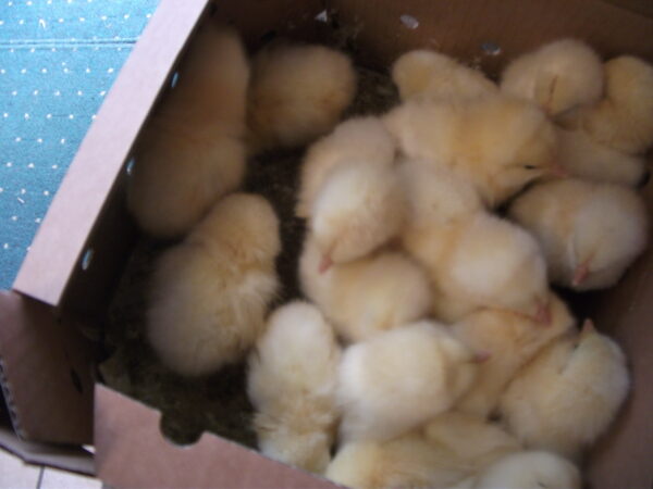 Day old Cobb Meat chicks