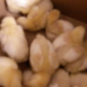 COBB MEAT CHICKS HATCHED 27.9.26