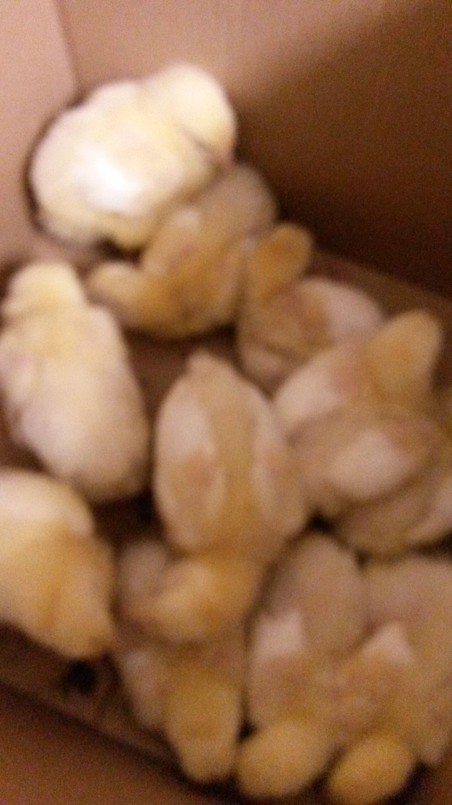 COBB MEAT CHICKS HATCHED 27.9.26
