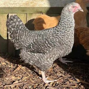 Speckledy & Light Sussex point of lay hens