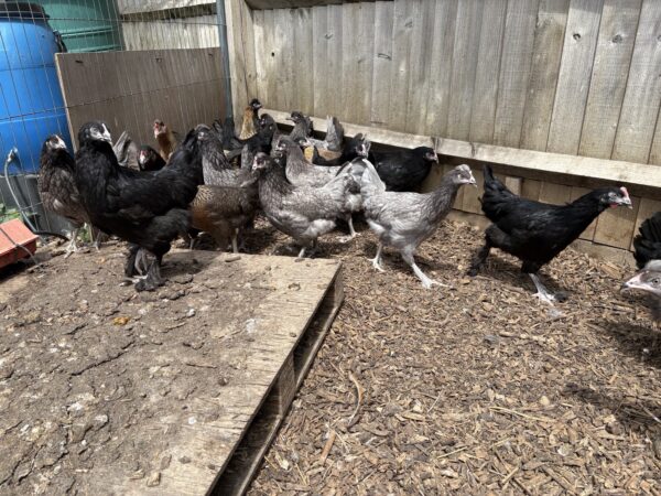 Fosters Olive Egg Hybrid layers - Image 3