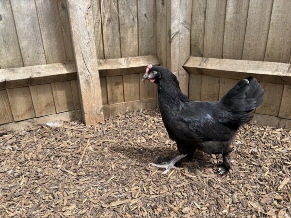 Copper Black Maran
