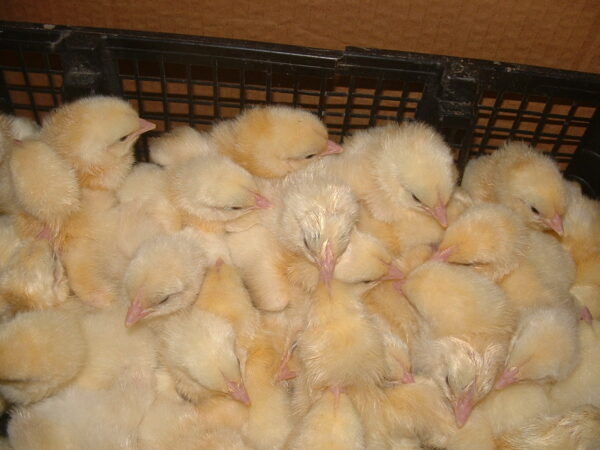3 week old cobb chicks