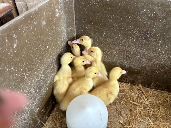 2 week old ducklings for sale