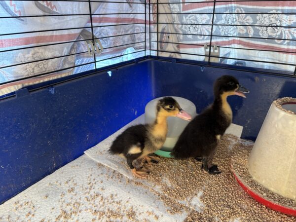 2 week old ducklings for sale - Image 2