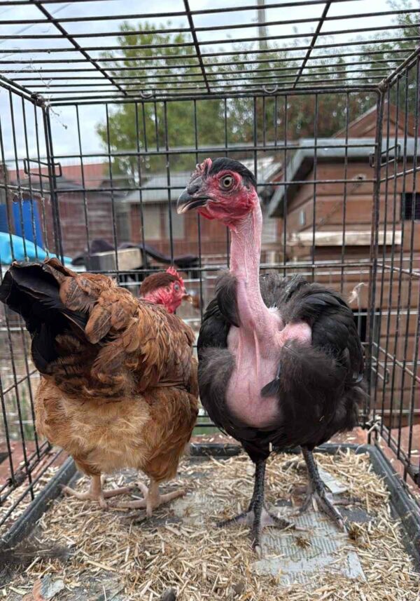 Naked Neck Large Bantams 16/18 Weeks