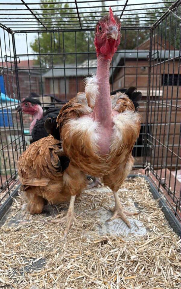 Naked Neck Large Bantams 16/18 Weeks - Image 3