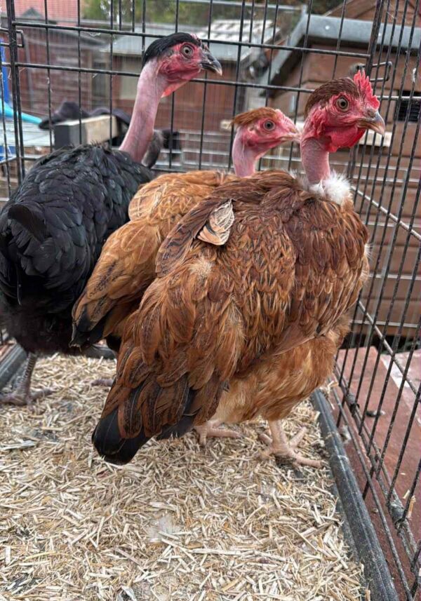 Naked Neck Large Bantams 16/18 Weeks - Image 2