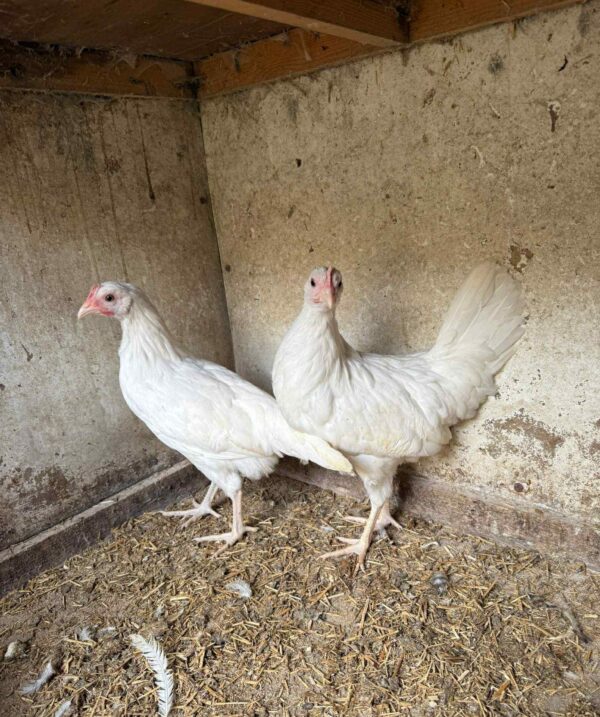 White Leghorns 12 Weeks Old