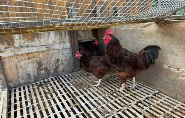 Rhode Island Red Breeding Group 2 Hens 1 Cockerel (Pm or Ring For Details)