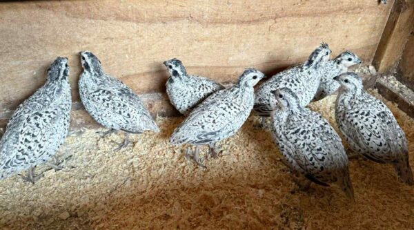Snowflake Quail Sold As Pairs ( PM Or Ring For Details)