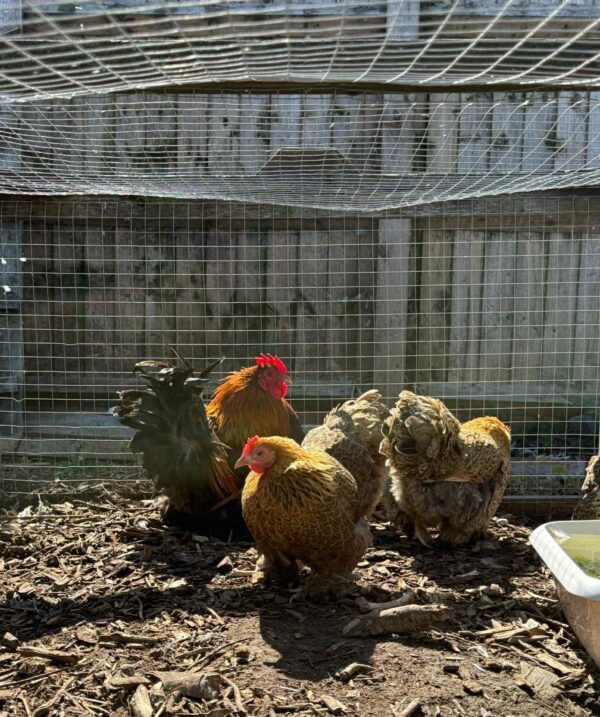 Breeding Group Gold Partridge Pekins 3 hens 1 Cockerel (pm or ring for details)