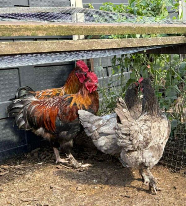 Fosters Olive Egg Hybrid Cockerel